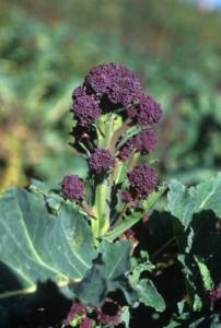 Purple sprouting brocolli Credit : Nigel Cattlin / Photo Researchers / Universal Images Group